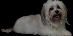 havanese dog named Daisy lying down