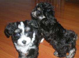 havanese puppies playing